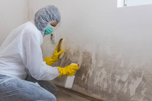 Best Mold Removal for HVAC Installations  in USA